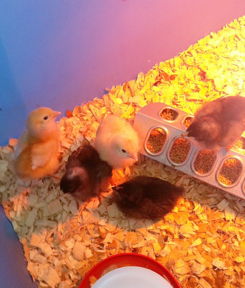 5 baby chicks