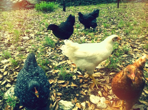 5 chickens in the yard