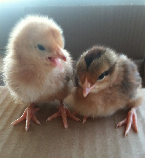 Two chicks
